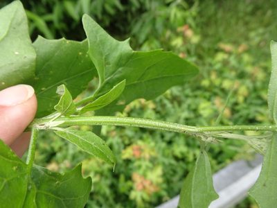 Atriplex micrantha, photographed by Robert H. Wardell
