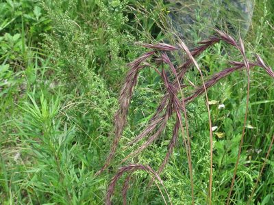 Elymus sibiricus, photographed by Repina Tatyana