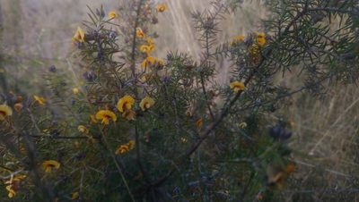 Dillwynia sieberi, photographed by Jeff Harbrow