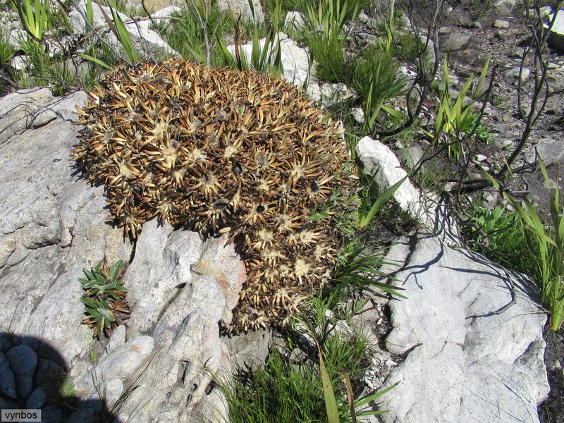 Oldenburgia paradoxa, photographed by Chris Vynbos