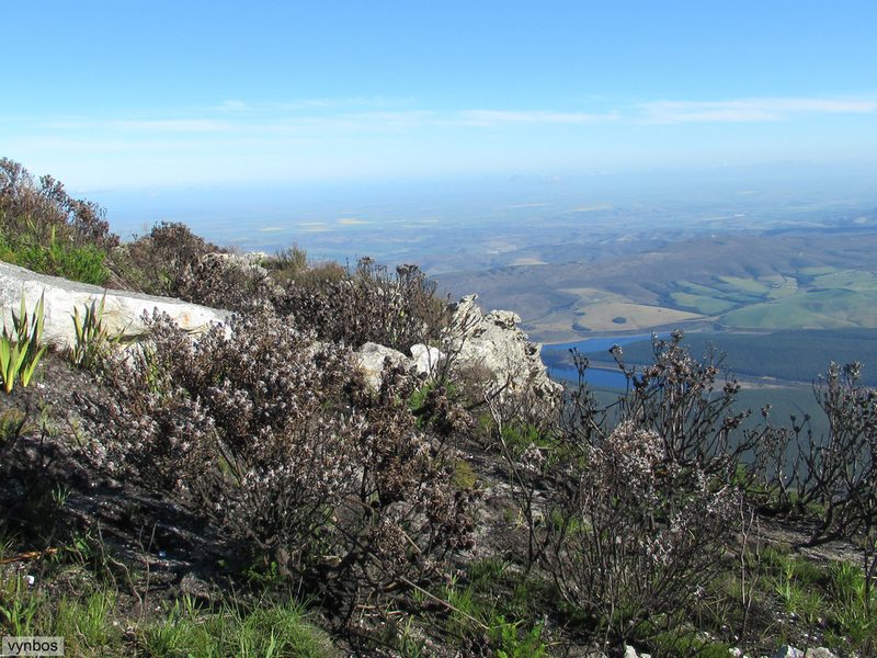 Leucadendron radiatum, photographed by Chris Vynbos