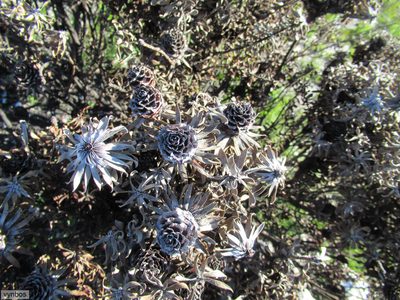 Leucadendron radiatum, photographed by Chris Vynbos