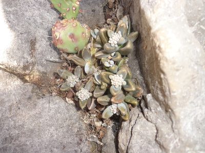 Lenophyllum guttatum, photographed by Leticia Jiménez Hernández
