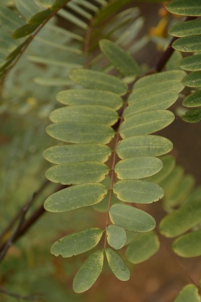Senna montana, photographed by Siddarth Machado
