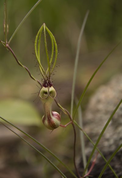 Ceropegia spiralis, photographed by Siddarth Machado