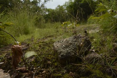 Ceropegia spiralis, photographed by Siddarth Machado