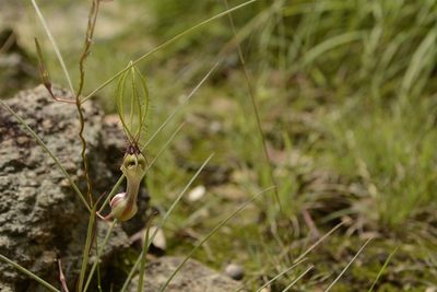 Ceropegia spiralis, photographed by Siddarth Machado