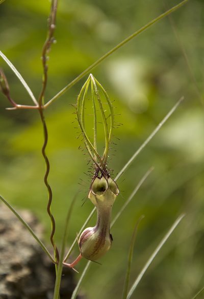 Ceropegia spiralis, photographed by Siddarth Machado