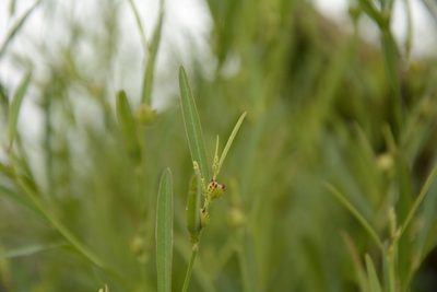 Microstachys chamaelea, photographed by Siddarth Machado