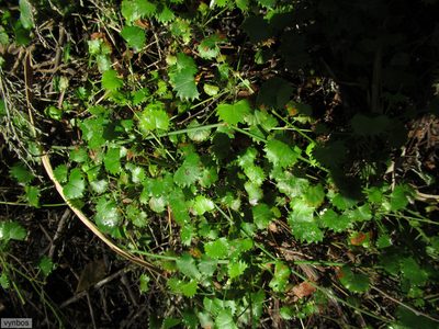 Centella callioda, photographed by Chris Vynbos