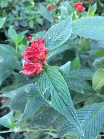 Palicourea ruelliifolia, photographed by B. Phalan