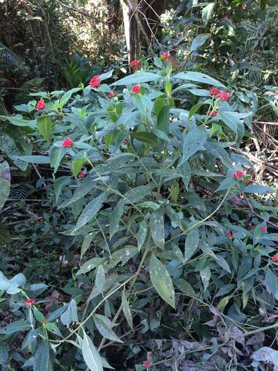 Palicourea ruelliifolia, photographed by B. Phalan
