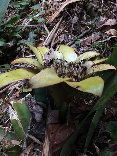 Edmundoa lindenii, photographed by B. Phalan