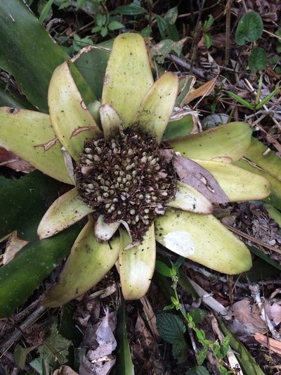 Edmundoa lindenii, photographed by B. Phalan