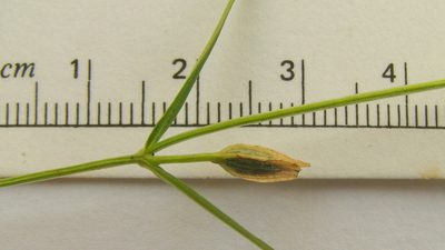 Schultesia guianensis, photographed by russiannaturalistbrazil