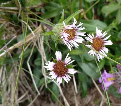 Erigeron acer, photographed by Irene Saltini