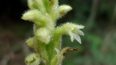 Discyphus scopulariae, photographed by russiannaturalistbrazil
