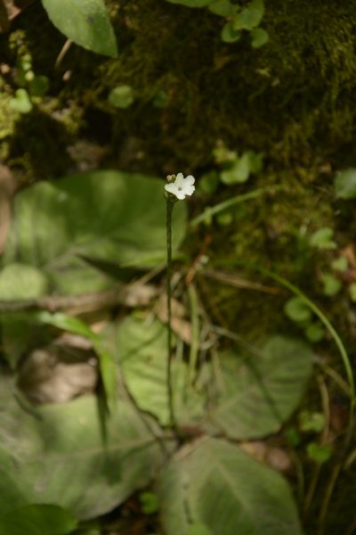 Elytraria caroliniensis, photographed by Siddarth Machado