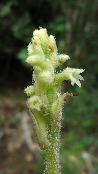 Discyphus scopulariae, photographed by russiannaturalistbrazil