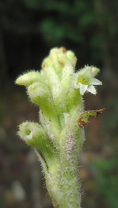 Discyphus scopulariae, photographed by russiannaturalistbrazil