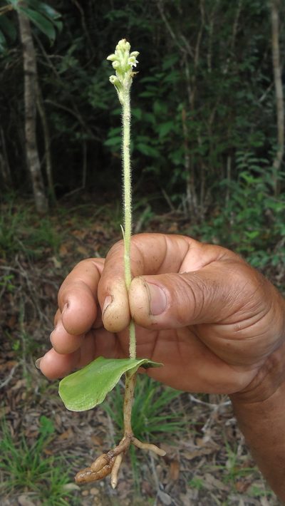 Discyphus scopulariae, photographed by russiannaturalistbrazil