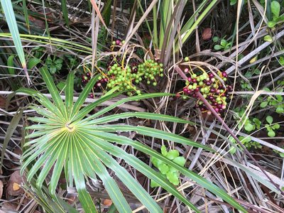 Coccothrinax argentata, photographed by Alan Weakley