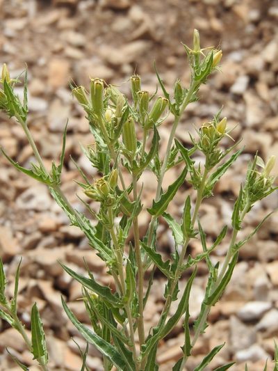 Mentzelia rusbyi, photographed by CK2AZ