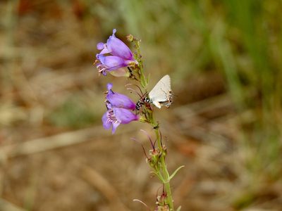 Penstemon neomexicanus, photographed by CK2AZ