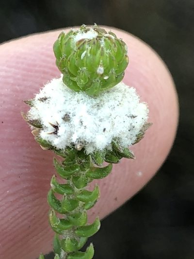 Phylica brevifolia, photographed by Dave U