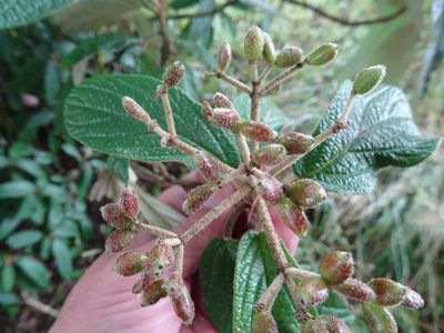 Viburnum rhytidophyllum, photographed by Robert H. Wardell