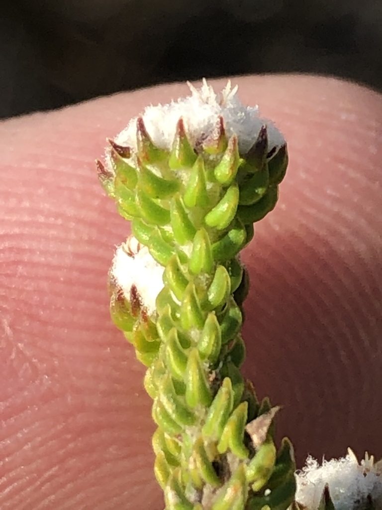 Phylica brevifolia, photographed by Dave U