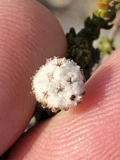 Phylica brevifolia, photographed by Dave U