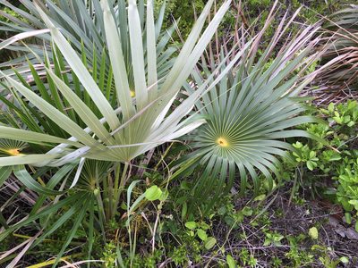 Coccothrinax argentata, photographed by Alan Weakley