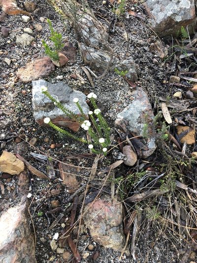 Phylica brevifolia, photographed by Dave U