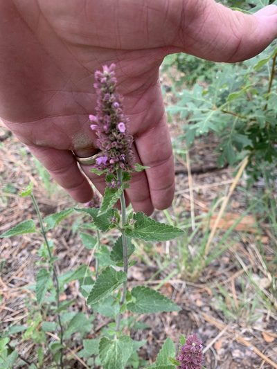 Agastache pallidiflora, photographed by CK2AZ