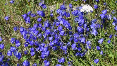 Campanula bohemica, photographed by Andra Waagmeester