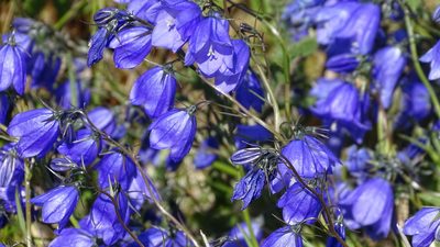 Campanula bohemica, photographed by Andra Waagmeester