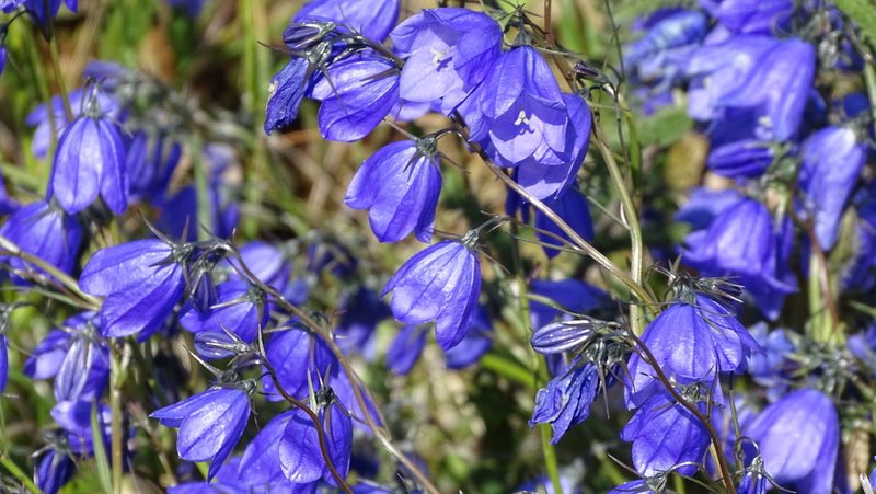 Campanula bohemica, photographed by Andra Waagmeester