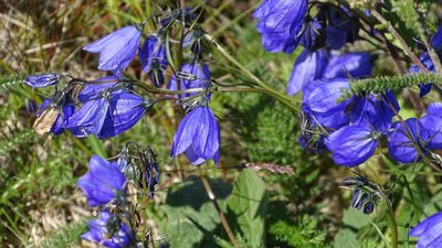 Campanula bohemica, photographed by Andra Waagmeester