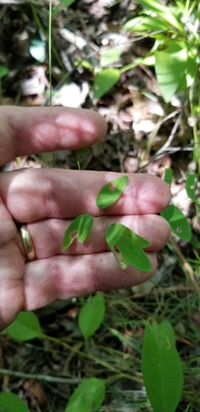 Thalictrum cooleyi, photographed by Brandon Wheeler