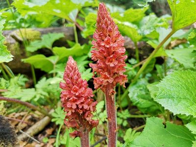 Orobanche flava, photographed by Jens-Christian Svenning