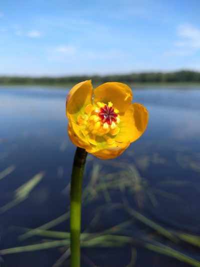 Nuphar microphylla, photographed by agbelliveau
