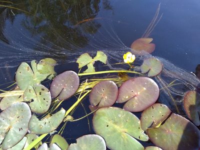 Nuphar microphylla, photographed by agbelliveau