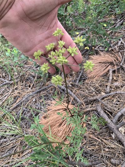 Cymopterus longiradiatus, photographed by CK2AZ