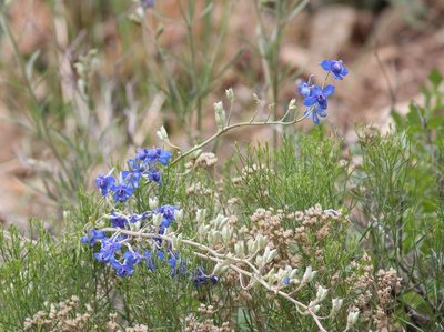 Delphinium geyeri, photographed by Ashwin Srinivasan