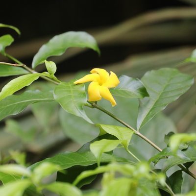 Tabernaemontana grandiflora, photographed by Aitor
