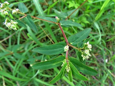Euphorbia lasiocarpa, photographed by Annika Lindqvist