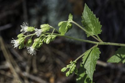 Brickelliastrum fendleri, photographed by Craig Martin