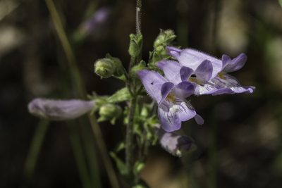 Penstemon oliganthus, photographed by Craig Martin