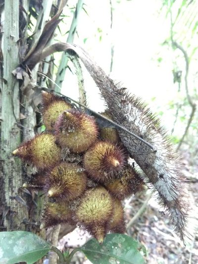 Astrocaryum mexicanum, photographed by Francisco Emilio Roldán Velasco